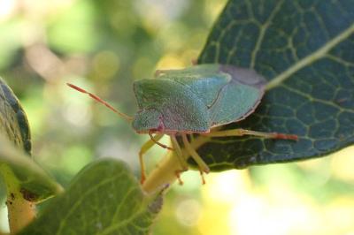 <i>Palomena prasina</i>