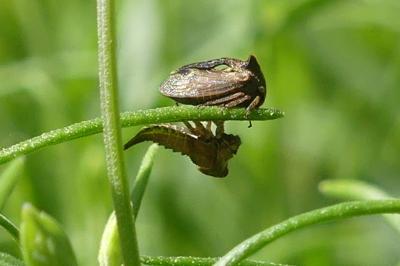 <i>Centrotus cornutus</i>