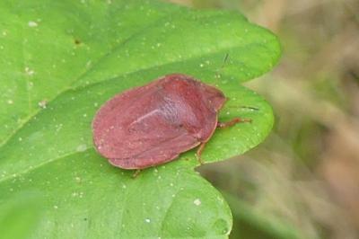 <i>Eurygaster austriaca</i>
