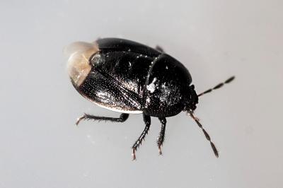 <i>Legnotus limbosus</i>