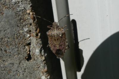 <i>Halyomorpha halys</i>