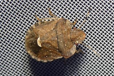 <i>Dyroderes umbraculatus</i>