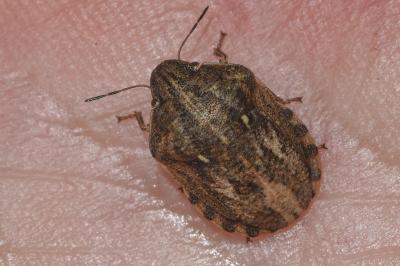 <i>Eurygaster maura</i>