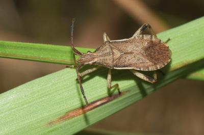 Ceraleptus lividus