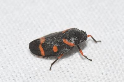 <i>Cercopis intermedia</i>