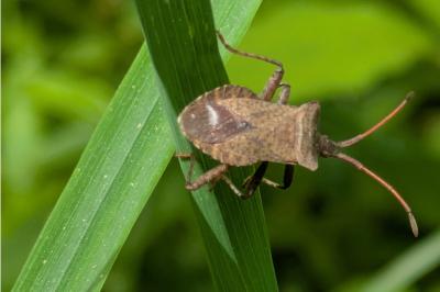<i>Coreus marginatus</i>