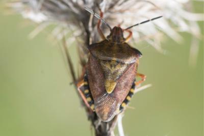 <i>Carpocoris purpureipennis</i>