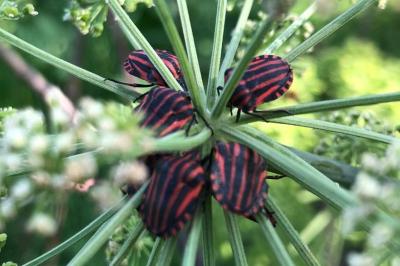 <i>Graphosoma italicum</i>