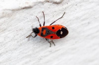 <i>Melanocoryphus albomaculatus</i>