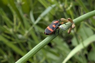 <i>Cercopis intermedia</i>