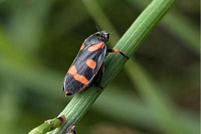 <i>Cercopis intermedia</i>