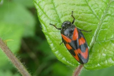 <i>Cercopis vulnerata</i>
