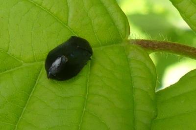 <i>Penthimia nigra</i>