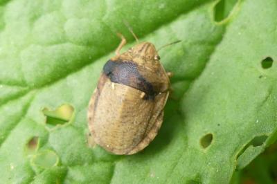 <i>Eurygaster maura</i>