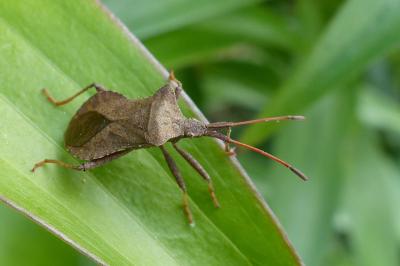<i>Coreus marginatus</i>