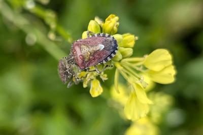 <i>Dolycoris baccarum</i>