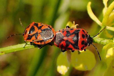 <i>Eurydema ornata</i>