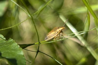 <i>Aelia acuminata</i>
