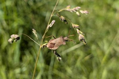 <i>Coreus marginatus</i>