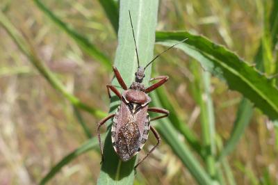 <i>Rhynocoris erythropus</i>