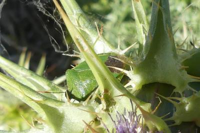 <i>Palomena prasina</i>