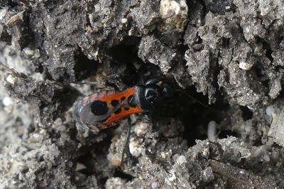 <i>Peirates stridulus</i>