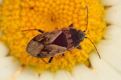 <i>Trapezonotus ullrichi</i>