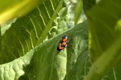 <i>Cercopis vulnerata</i>