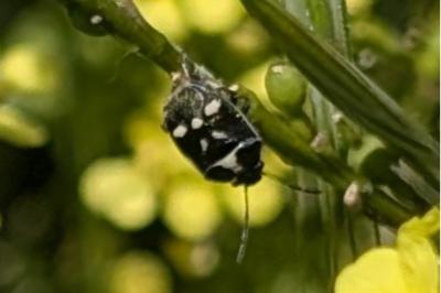 <i>Eurydema oleracea</i>
