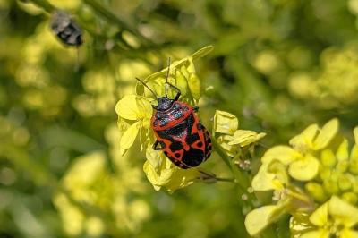 Eurydema ventralis