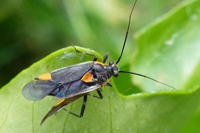 Capsodes flavomarginatus