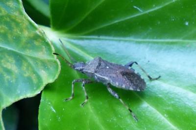 <i>Ceraleptus gracilicornis</i>