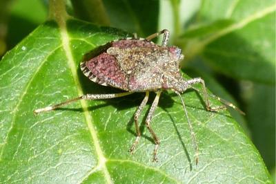 <i>Halyomorpha halys</i>