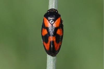 <i>Cercopis vulnerata</i>