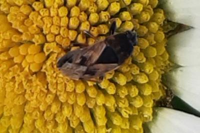 <i>Trapezonotus ullrichi</i>