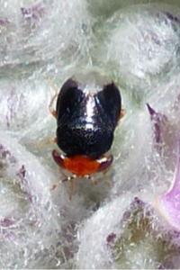 <i>Geocoris erythrocephalus</i>