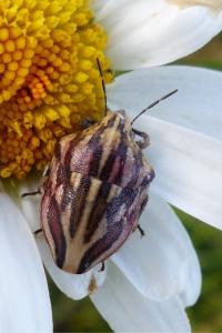 <i>Odontotarsus purpureolineatus</i>
