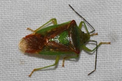 <i>Acanthosoma haemorrhoidale</i>