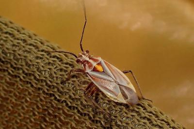 <i>Horistus orientalis</i>