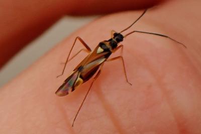 <i>Cyllecoris histrionius</i>