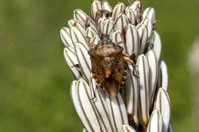 <i>Carpocoris purpureipennis</i>