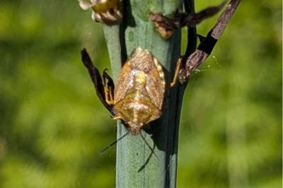 <i>Carpocoris purpureipennis</i>