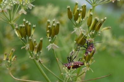 <i>Graphosoma italicum</i>