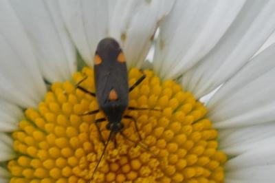 <i>Capsodes flavomarginatus</i>
