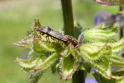 <i>Platyplax salviae</i>