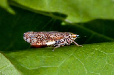 <i>Fieberiella florii</i>