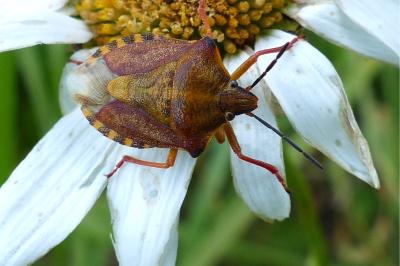 <i>Carpocoris purpureipennis</i>