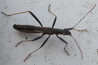 <i>Micrelytra fossularum</i>