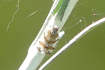 <i>Tachycixius venustulus</i>