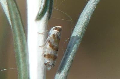 <i>Tachycixius venustulus</i>